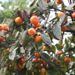Prairie Gem® American Persimmon
