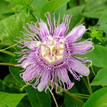 PinkPop™ Maypop Passionflower
