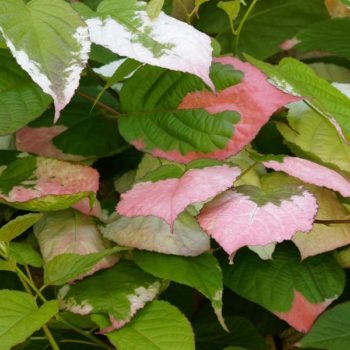 Red Beauty Arctic Beauty Kiwi