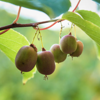 Red Princess Hardy Kiwi
