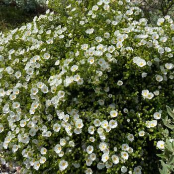 Sageleaf Rock Rose