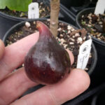 Sangue Dolce Fig