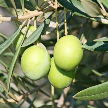 Santa Caterina Olive Tree