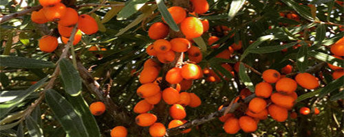 Nitrogen Fixing Plants