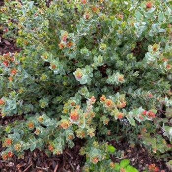 Shooting Star Manzanita
