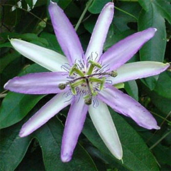 Star of Bristol Passionflower
