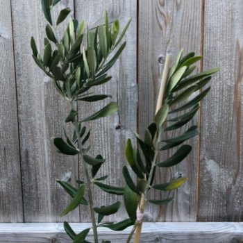 Star of Crimea Olive Tree ™
