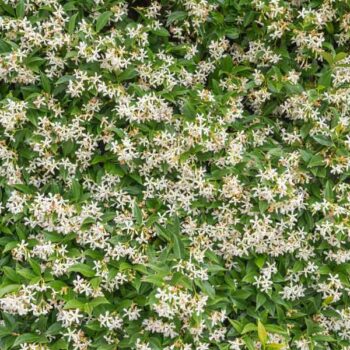 Star Jasmine