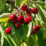Stella Cherry Tree
