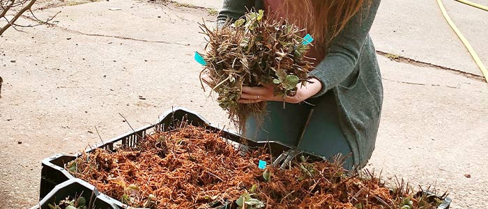 Strawberry Planting Tips