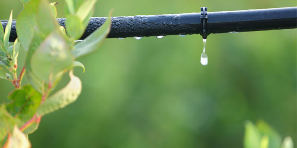 Summer Watering Guide