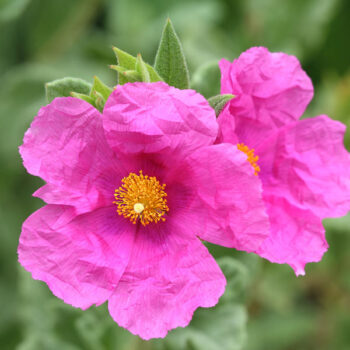 Sunset Rock Rose