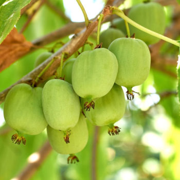 Tatyana™ Russian Hardy Kiwi