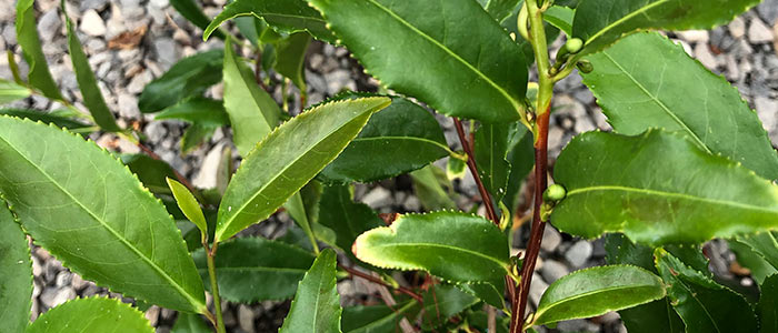 Tea Processing Guide