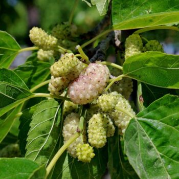 Tehama White Mulberry