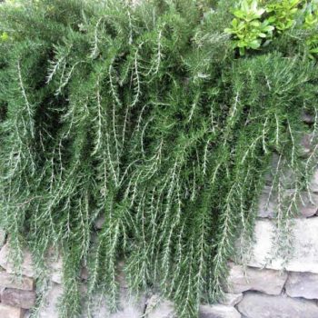 Trailing Irene Rosemary