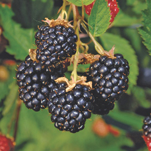 Triple Crown Blackberry