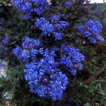 Vandenberg Ceanothus