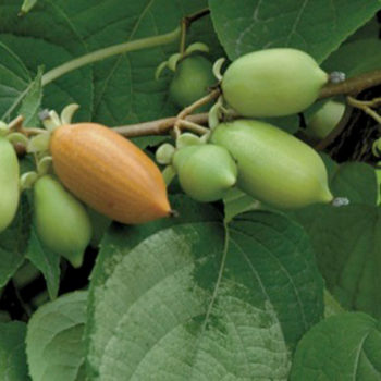 Vera’s Pride™ Silver Vine Kiwi