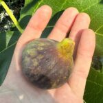 Violet Sepor Fig