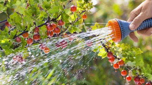 Plant Care During Extreme Heat