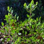 Wayside Manzanita