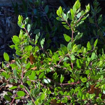 Wayside Manzanita