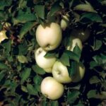 White Icicle™ Columnar Apple Tree