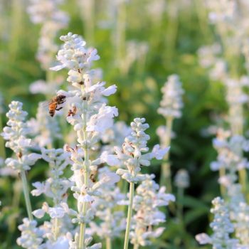 White Grosso Lavender
