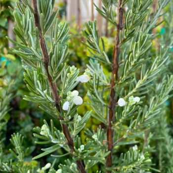 White Rosemary