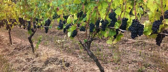 Grow your own Wine!
