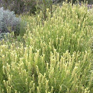 Yellow Lavender