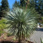Sapphire Skies Beaked Yucca